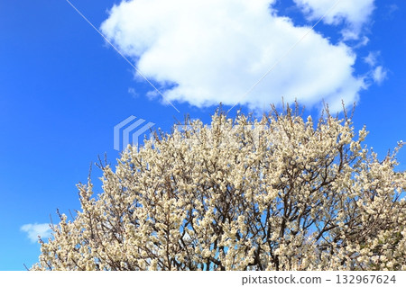 White plum blossoms in full bloom 132967624