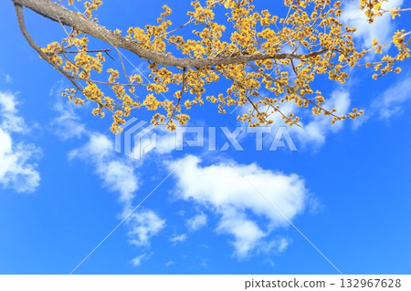 玉髓花盛開 132967628