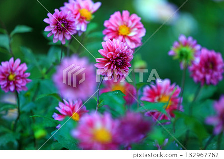 Beautiful dahlia flowers Beautiful dahlia flowers 132967762