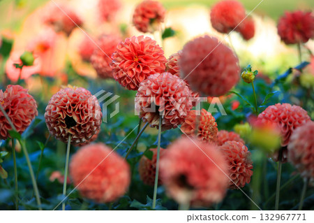 Beautiful dahlia flowers 132967771