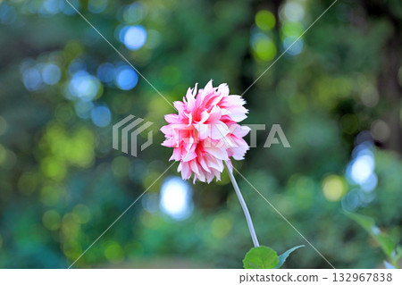 Beautiful dahlia flowers 132967838