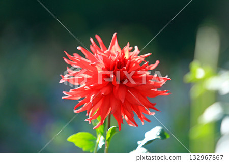 Beautiful dahlia flowers 132967867