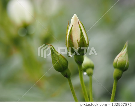 White Rose Iceberg Bud White Rose Iceberg Bud 132967875