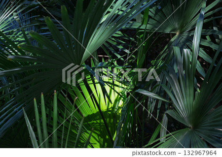 Sunlight filtering through the green palm leaves 132967964