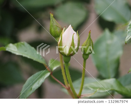 白玫瑰花蕾 冰山 白玫瑰花蕾 冰山 132967974