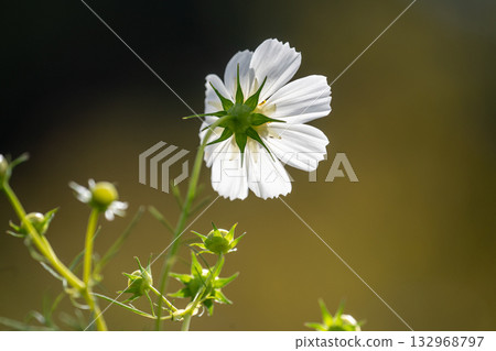 岸邊的宇宙 132968797