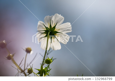 岸邊的宇宙 132968799