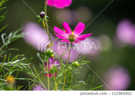 cosmos on the shore 132968802