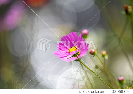 cosmos on the shore 132968804