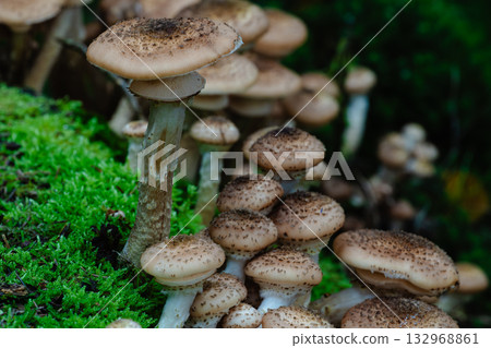Low angle detail of speckled brown mushrooms crowding a mossy forest bank Low angle detail of speckled brown mushrooms crowding a mossy forest bank 132968861