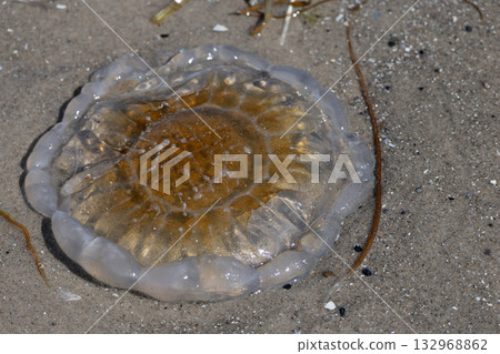 Dead jellyfish washed ashore on the Danish beach reflecting ocean ecosystem crisis 132968862