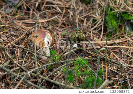 Young porcini boletus mushroom bitten among pine needles moss low angle woodland 132968871