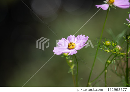 cosmos on the shore cosmos on the shore 132968877