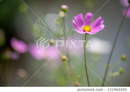 cosmos on the shore cosmos on the shore 132968880