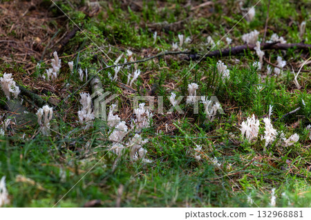 Low angle view of white coral fungi on mossy forest floor Low angle view of white coral fungi on mossy forest floor 132968881