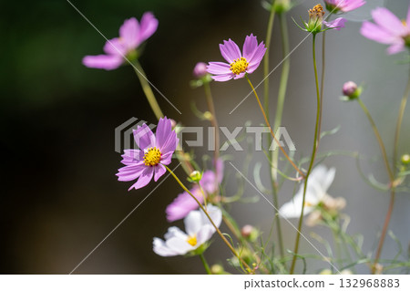 cosmos on the shore cosmos on the shore 132968883