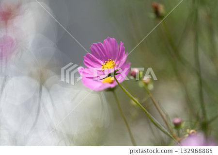 cosmos on the shore cosmos on the shore 132968885
