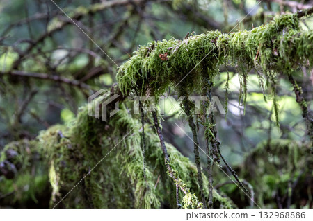 Draped Forest Moss Hanging From Branch In Misty Temperate Rainforest Closeup 132968886