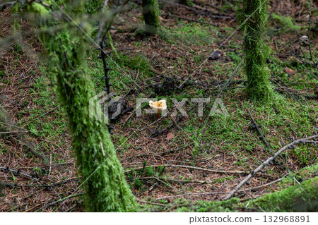 Small bitten mushroom on mossy pine forest floor with scattered needles Small bitten mushroom on mossy pine forest floor with scattered needles 132968891