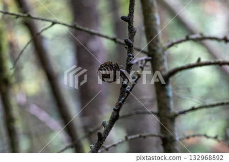 Solitary larch cone on mossy branch in misty forest bokeh Solitary larch cone on mossy branch in misty forest bokeh 132968892