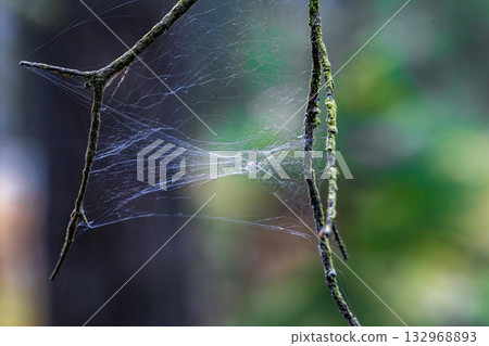 Delicate spiderweb stretched between lichen branches with soft forest bokeh background Delicate spiderweb stretched between lichen branches with soft forest bokeh background 132968893