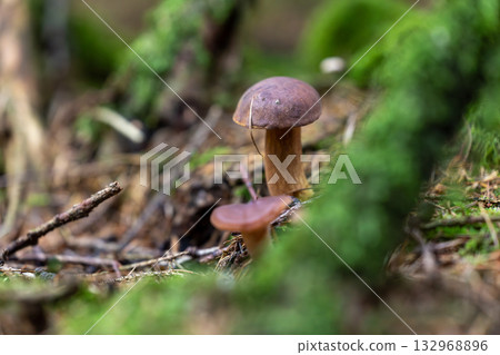 Ground level view of mossy forest brown mushrooms with pine needle on cap Ground level view of mossy forest brown mushrooms with pine needle on cap 132968896
