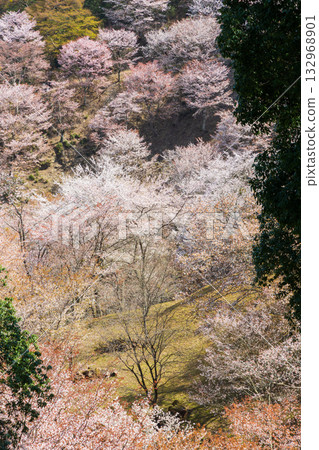 奈良之春：日本最佳賞櫻勝地－吉野上千本 132968901