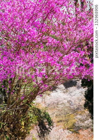 奈良之春：日本最佳賞櫻勝地－吉野上千本 132968906