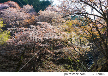 Spring in Nara: Japan's best cherry blossom spot, Yoshinoyama Kamisenbon Takizakura Spring in Nara: Japan's best cherry blossom spot, Yoshinoyama Kamisenbon Takizakura 132969002