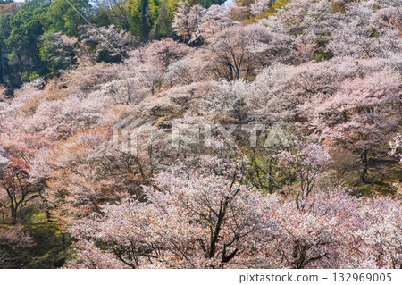Spring in Nara: Japan's best cherry blossom spot, Yoshinoyama Kamisenbon Takizakura 132969005