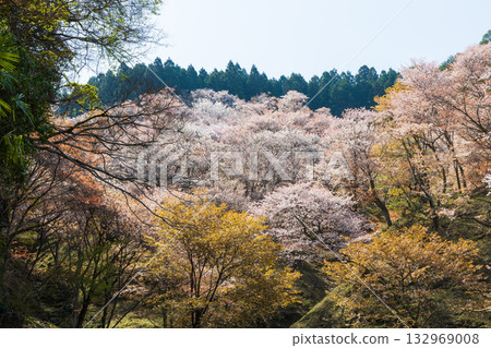 Spring in Nara: Japan's best cherry blossom spot, Yoshinoyama Kamisenbon Takizakura Spring in Nara: Japan's best cherry blossom spot, Yoshinoyama Kamisenbon Takizakura 132969008