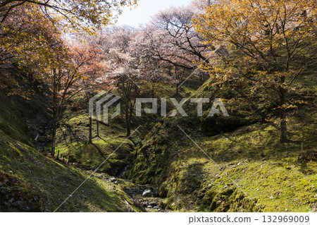 Spring in Nara: Japan's best cherry blossom spot, Yoshinoyama Kamisenbon Takizakura Spring in Nara: Japan's best cherry blossom spot, Yoshinoyama Kamisenbon Takizakura 132969009