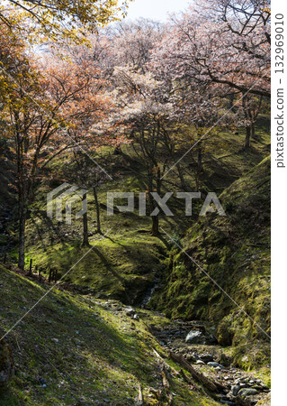 奈良之春:日本最佳賞櫻勝地-吉之山上千本瀧櫻 奈良之春:日本最佳賞櫻勝地-吉之山上千本瀧櫻 132969010
