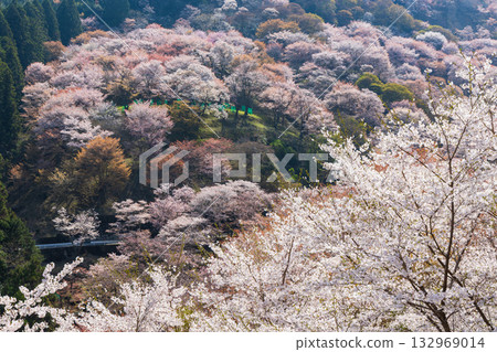 Spring in Nara: Japan's best cherry blossom spot, Yoshinoyama Kamisenbon Takizakura Spring in Nara: Japan's best cherry blossom spot, Yoshinoyama Kamisenbon Takizakura 132969014