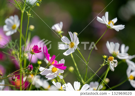 岸邊的宇宙 132969020