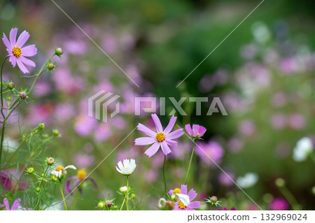 cosmos on the shore cosmos on the shore 132969024