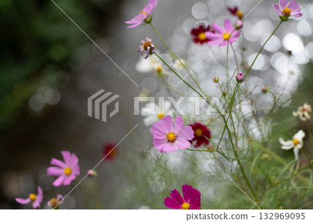 cosmos on the shore 132969095