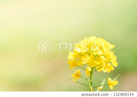 Rape blossoms bathed in warm light. Bright close-up of rapeseed Rape blossoms bathed in warm light. Bright close-up of rapeseed 132969154