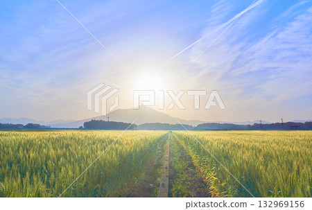 A fantastical view of Mount Tsukuba and golden wheat fields in the early morning 132969156