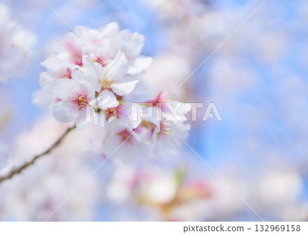 Fresh cherry blossoms close-up against blue sky 132969158