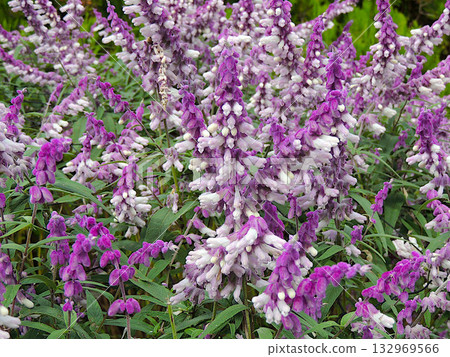 Salvia Leukansa 132969566