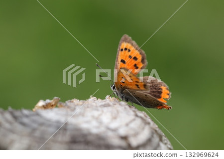 A red copper butterfly resting its wings on a tree A red copper butterfly resting its wings on a tree 132969624