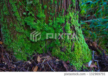 An old house and garden surrounded by autumn leaves and silence 132969791