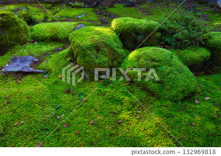 An old house and garden surrounded by autumn leaves and silence An old house and garden surrounded by autumn leaves and silence 132969818
