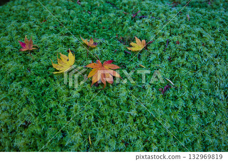 An old house and garden surrounded by autumn leaves and silence An old house and garden surrounded by autumn leaves and silence 132969819