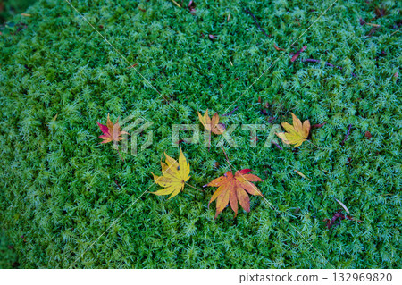 An old house and garden surrounded by autumn leaves and silence 132969820