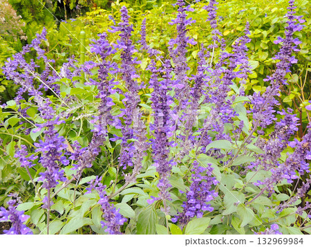 Salvia Mystic Spires Blue Salvia Mystic Spires Blue 132969984