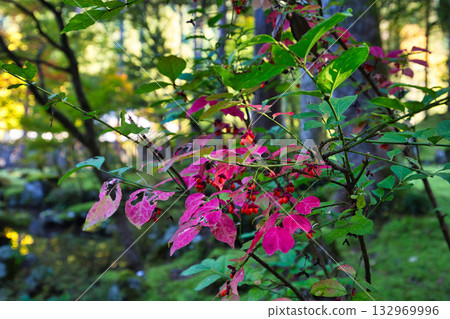 An old house and garden surrounded by autumn leaves and silence 132969996