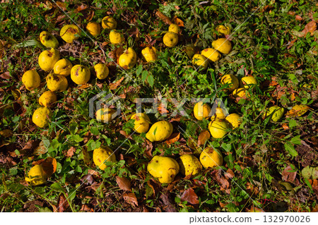 一棟古老的房子和花園，被秋葉環繞，一片靜謐。 132970026