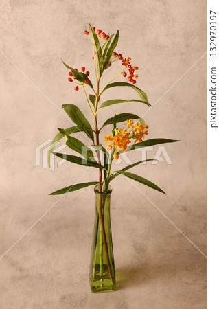 雙色馬利筋花 雙色馬利筋花 132970197